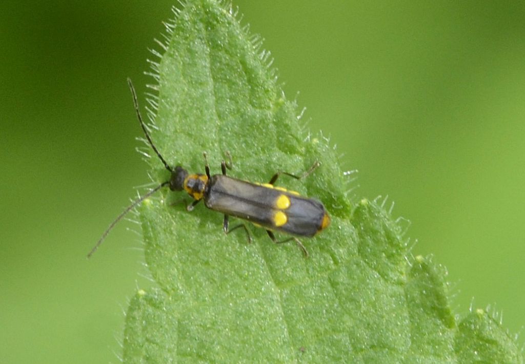 Malthinus? Quasi: Malthodes sp.